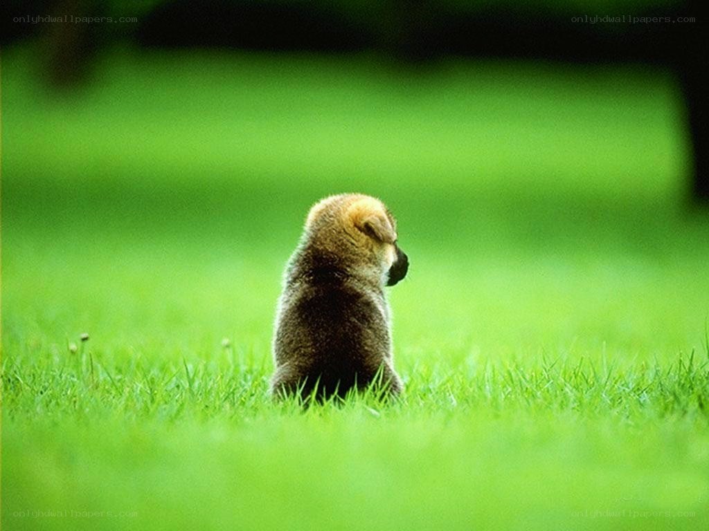 puppy sitting on grass