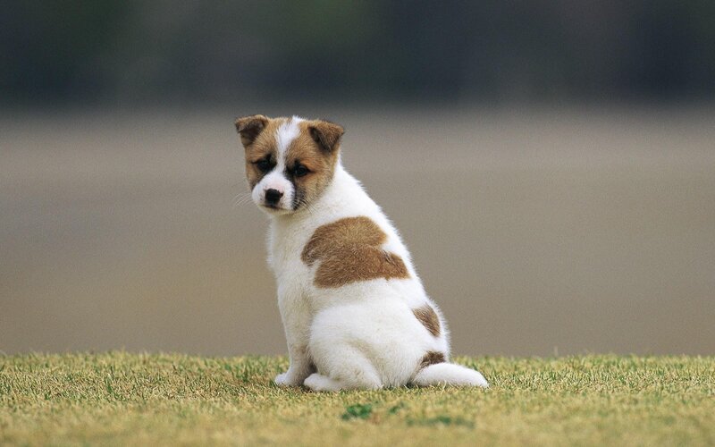 puppy sitting on grass