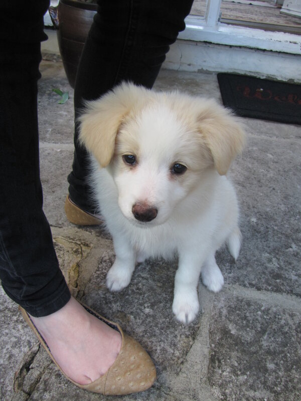 puppy sitting on stone