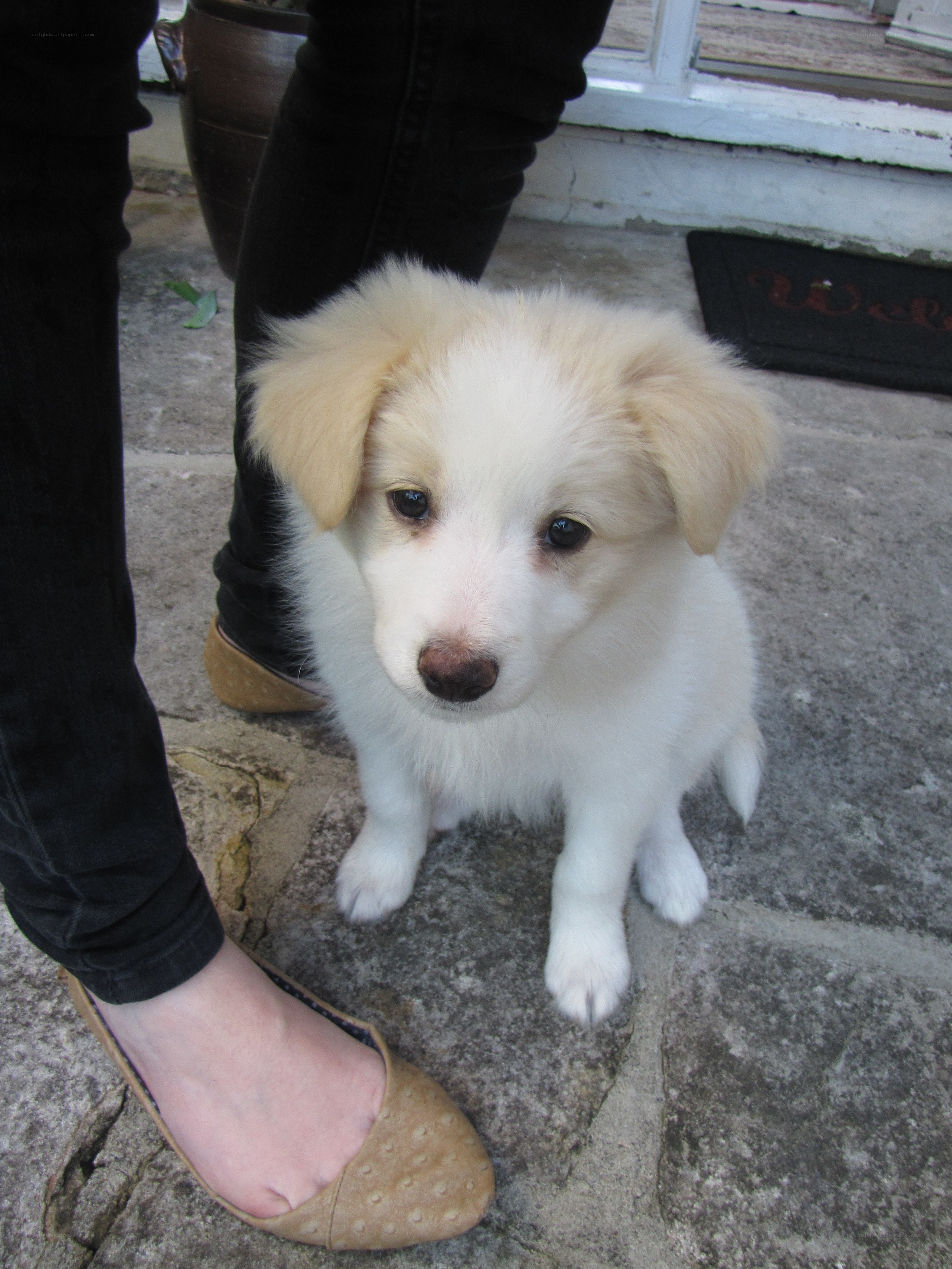 puppy sitting on stone