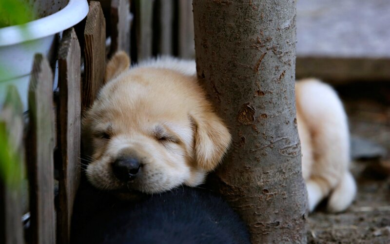 Puppy Sleeping Against Tree