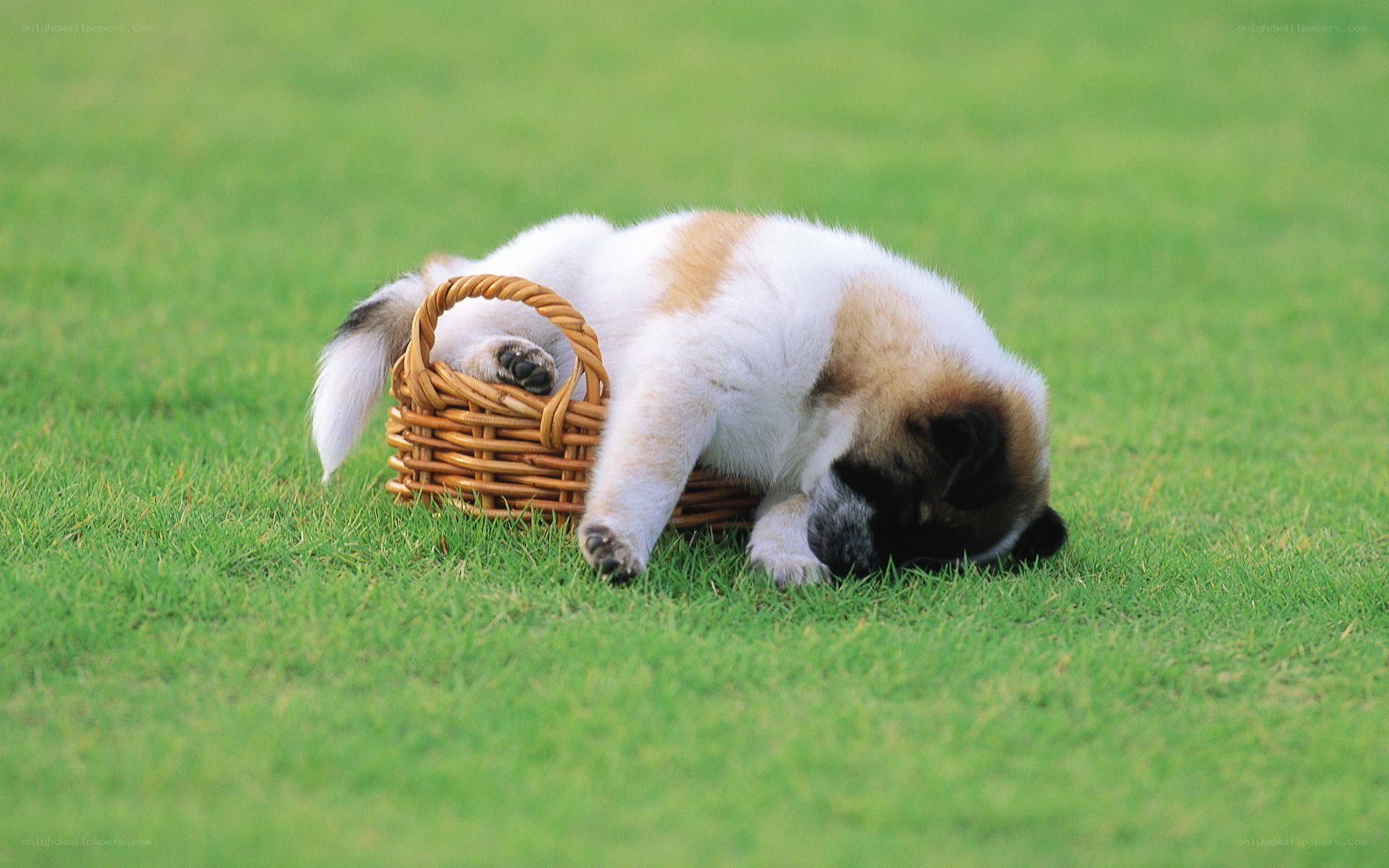 Puppy sleeping in a basket