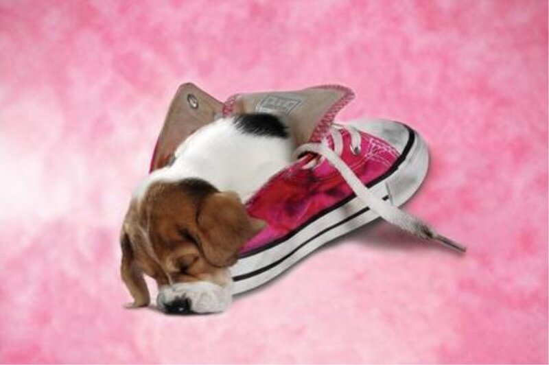 Puppy sleeping in a shoe