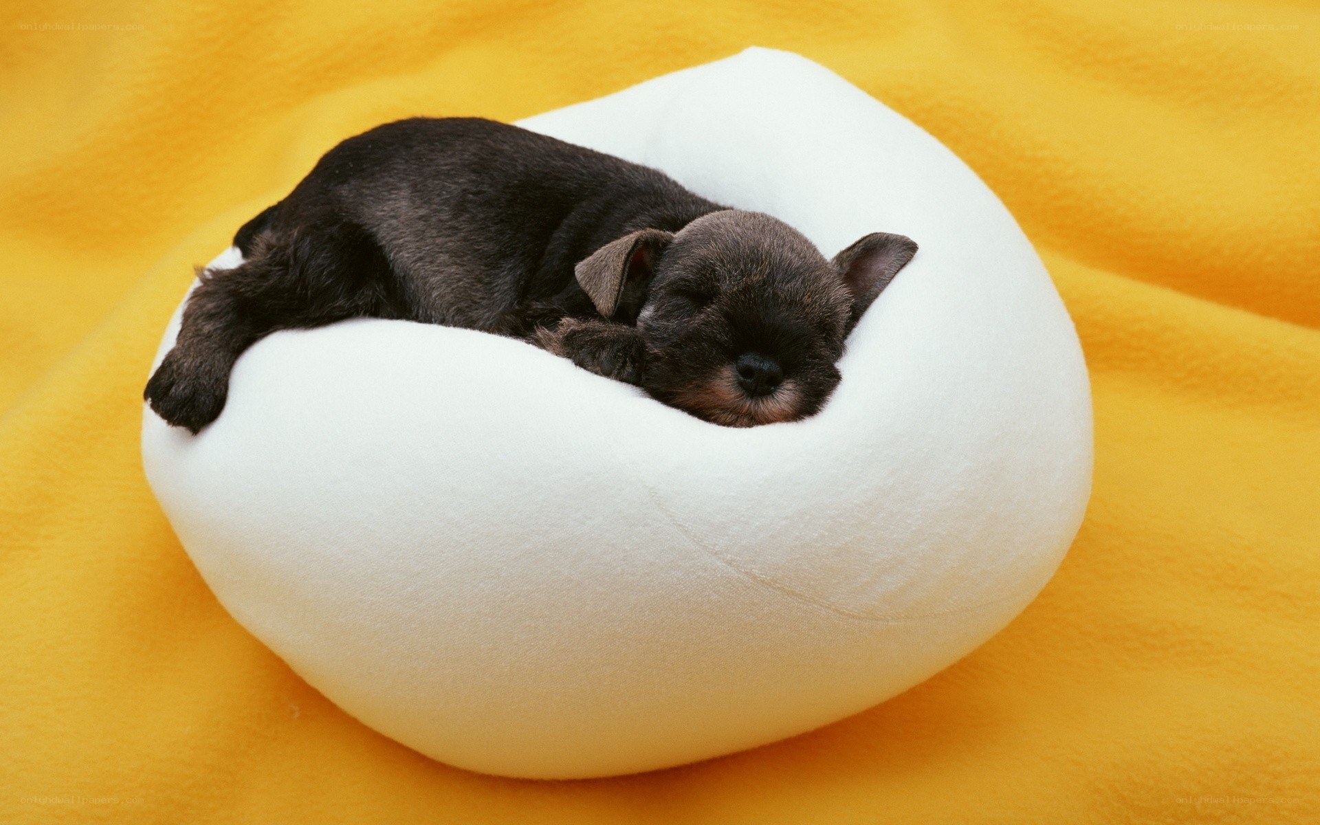 Puppy sleeping in a white bed