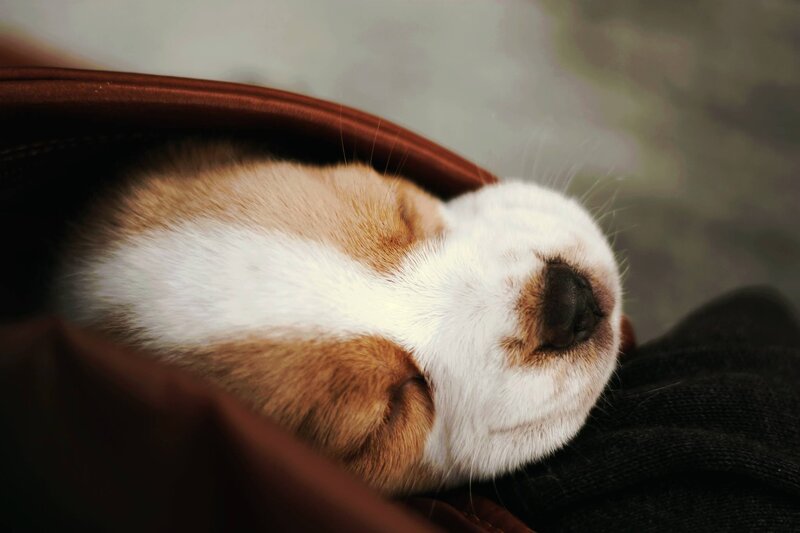 Puppy Sleeping in Bag