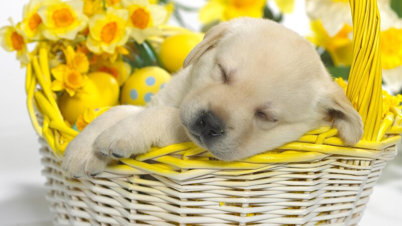 Puppy Sleeping in Basket — Yellow