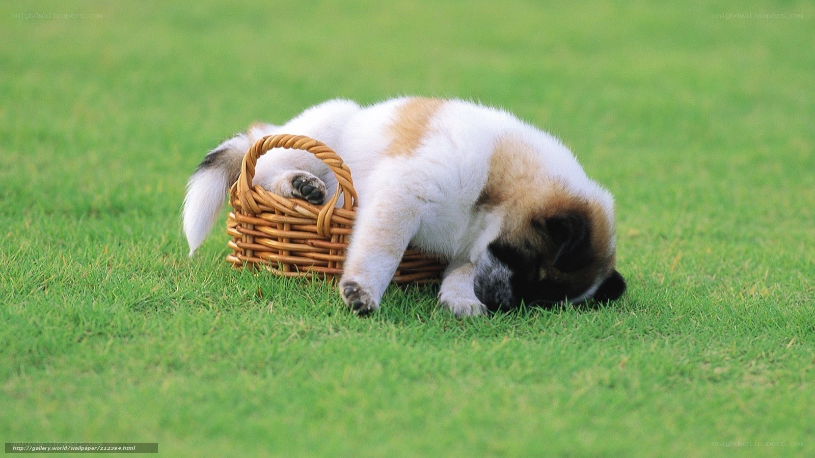 Puppy sleeping in basket