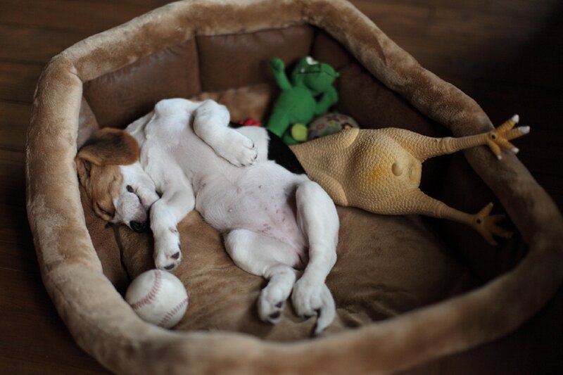 Puppy Sleeping in Bed