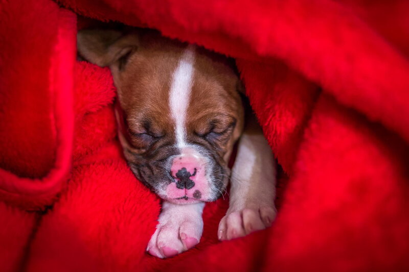 Puppy Sleeping in Blanket