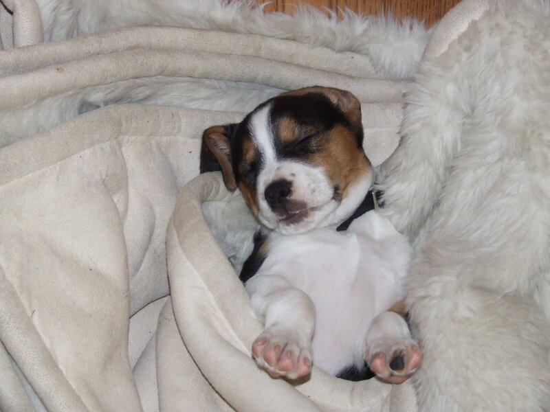 Puppy Sleeping in Blanket — White