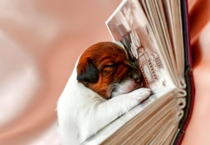 Puppy Sleeping in Book