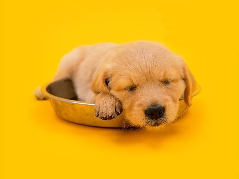 puppy sleeping in bowl