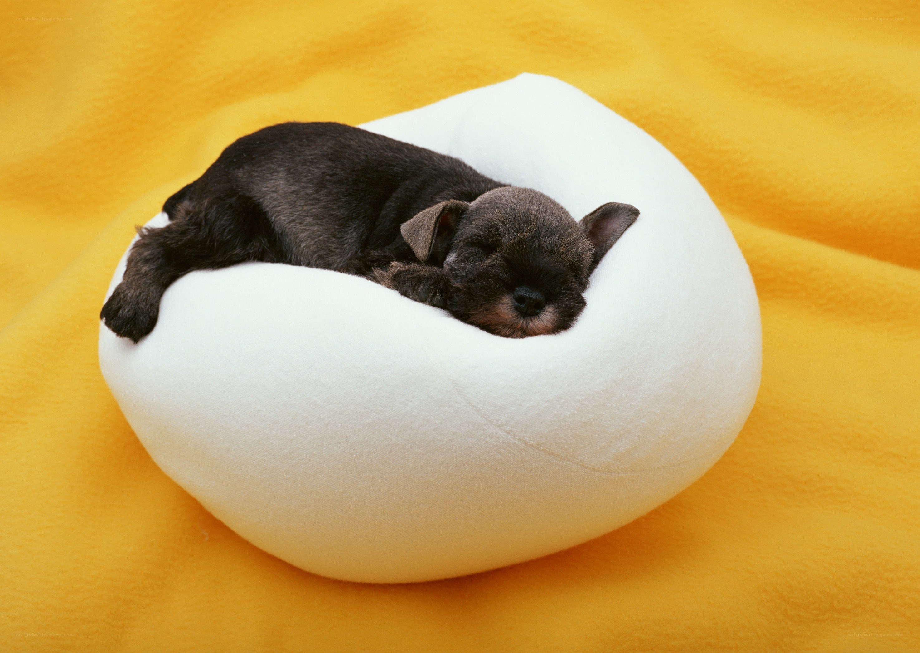 Puppy sleeping in cozy bed