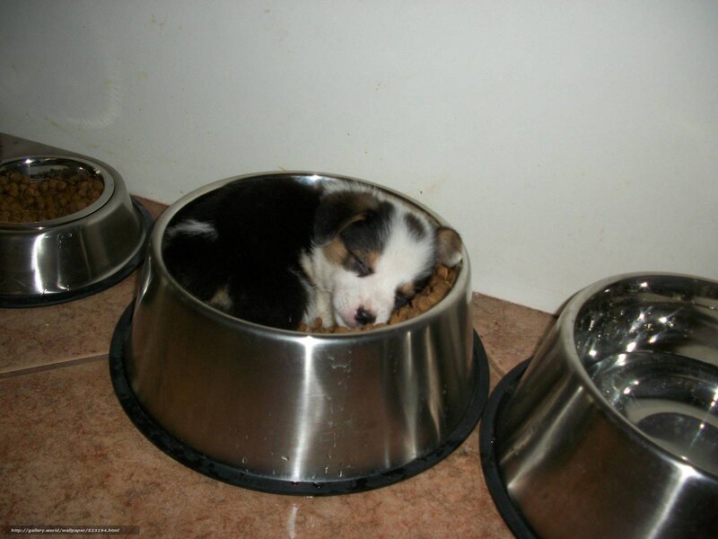 puppy sleeping in food bowl
