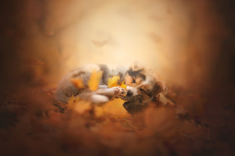 Puppy Sleeping in Leaves