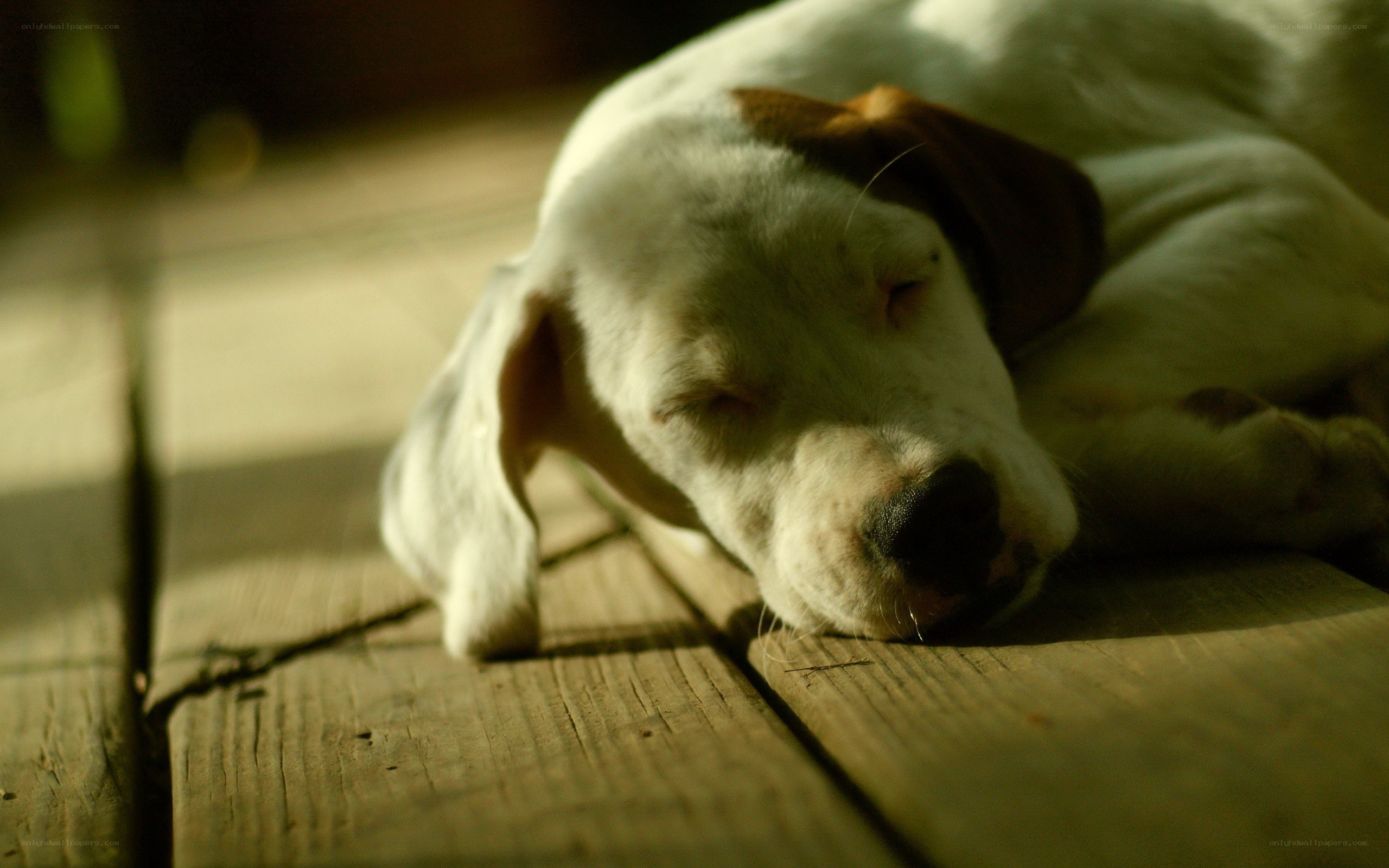 Puppy sleeping in sunlight