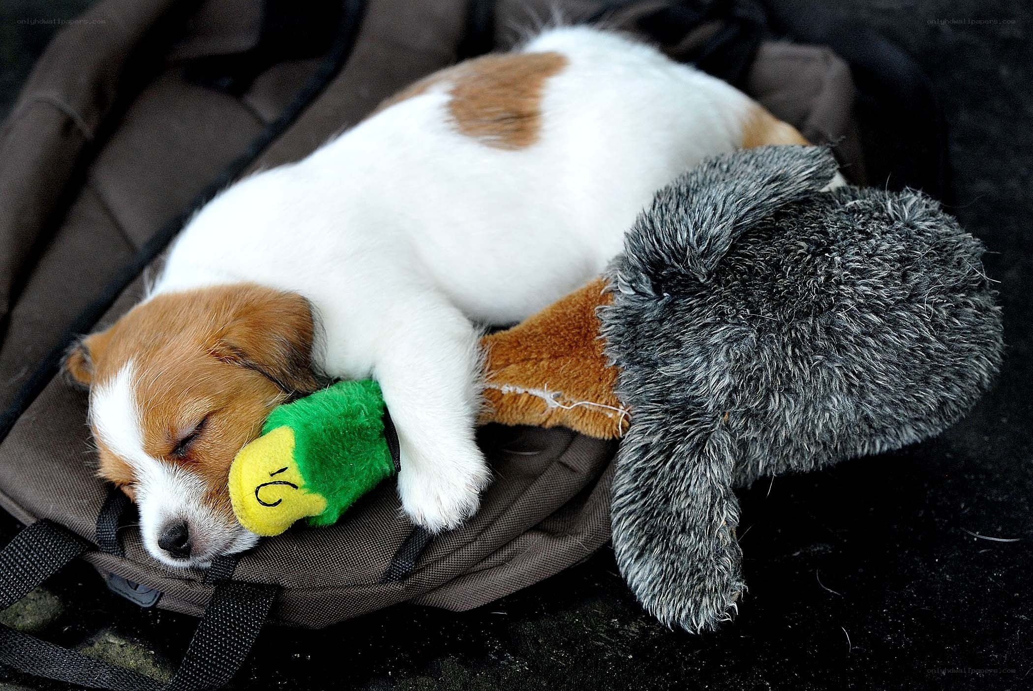 Puppy sleeping on a backpack