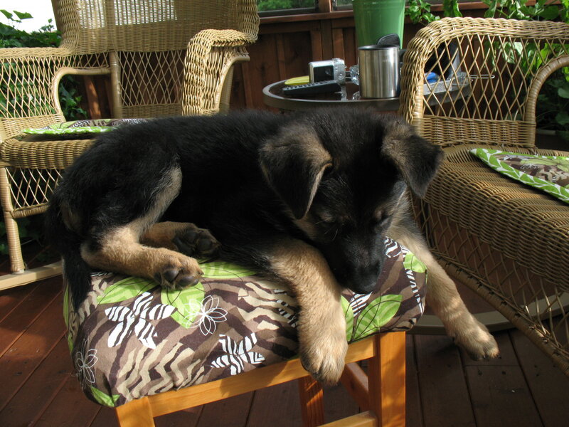 Puppy sleeping on a chair