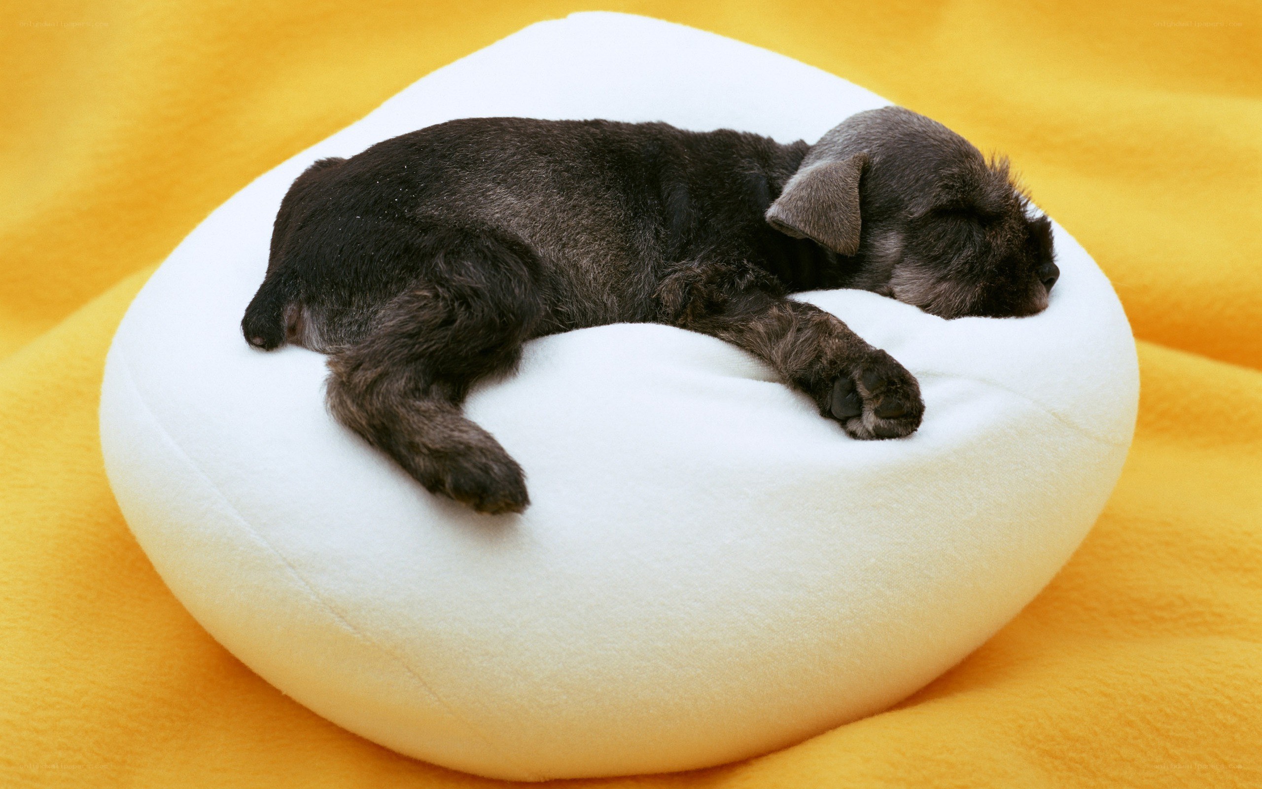 Puppy sleeping on a pillow
