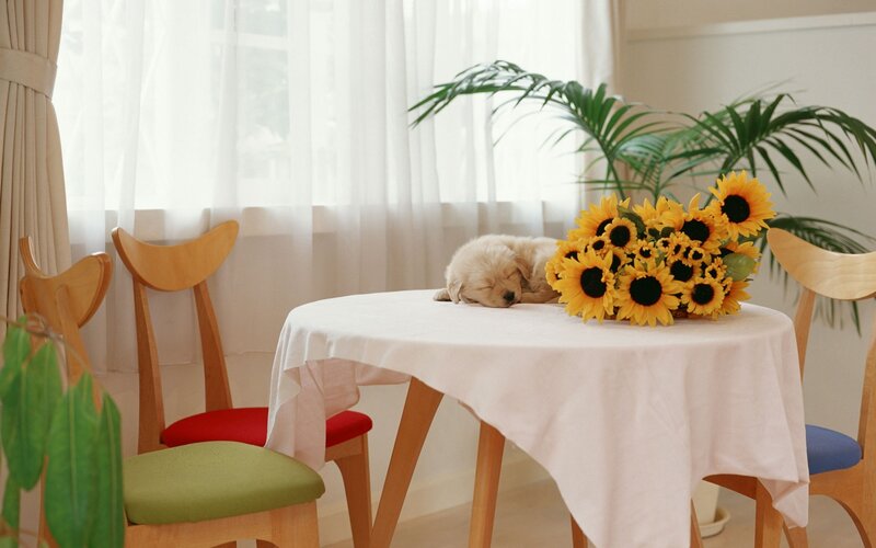 Puppy sleeping on a table