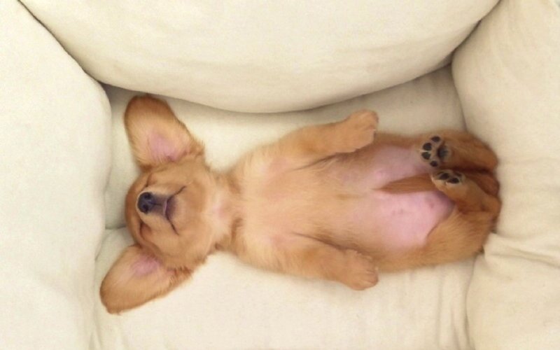 Puppy Sleeping on Back — Beige