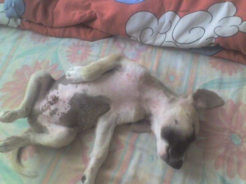 puppy sleeping on bed