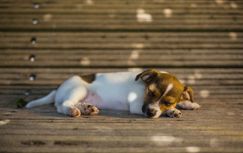 Puppy Sleeping on Bench
