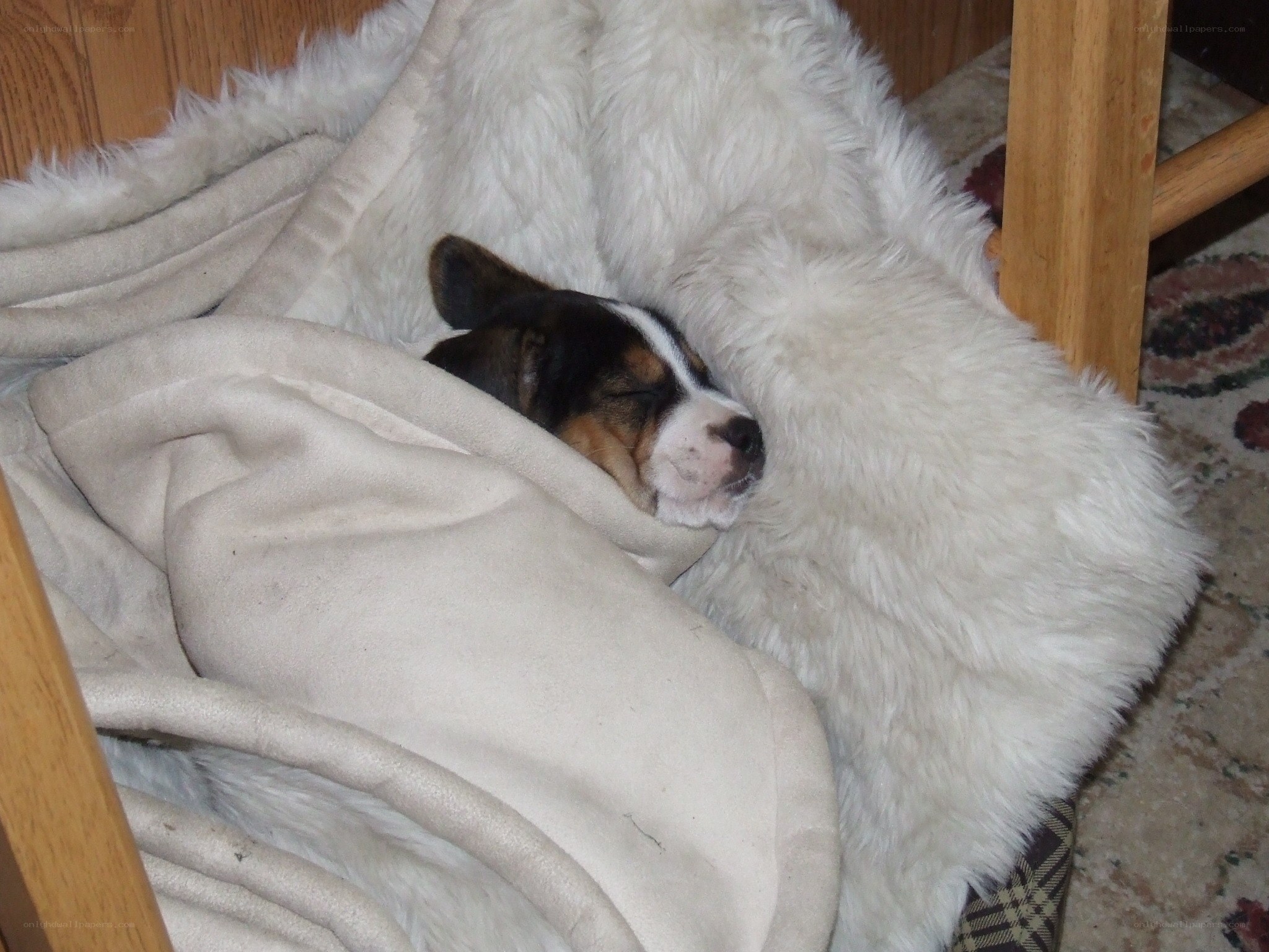 Puppy sleeping on blanket