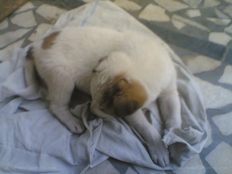 puppy sleeping on blanket