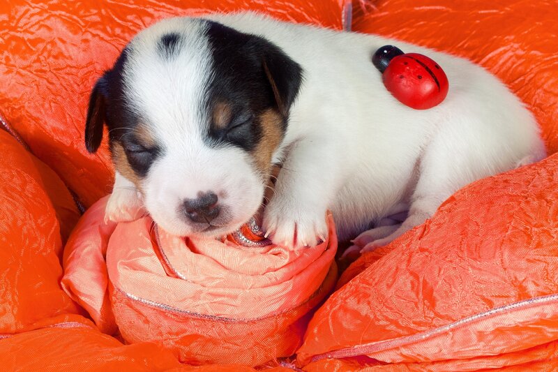 Puppy Sleeping on Blanket — Orange
