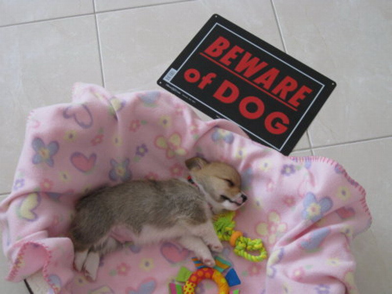 Puppy Sleeping on Blanket — Pink