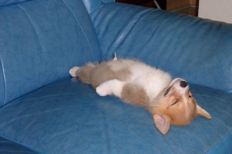 Puppy sleeping on blue couch