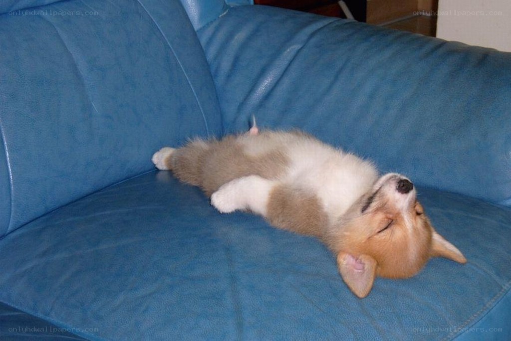 Puppy sleeping on blue couch