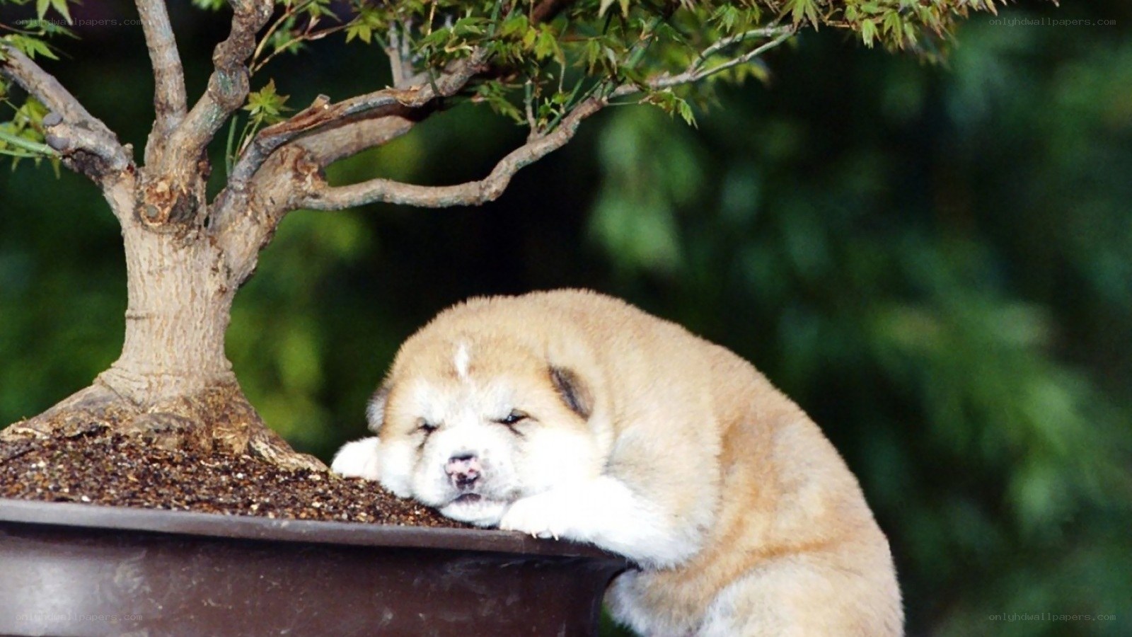 Puppy sleeping on bonsai pot