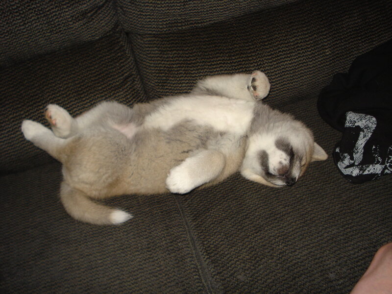 Puppy Sleeping on Couch — Gray