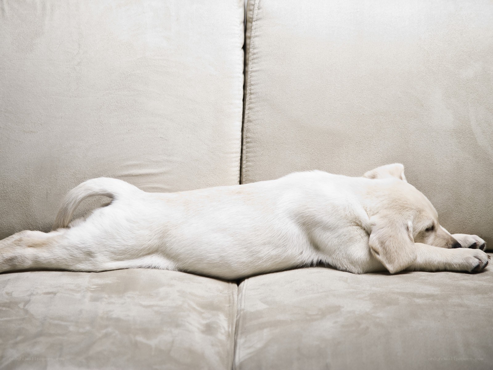 Puppy sleeping on couch