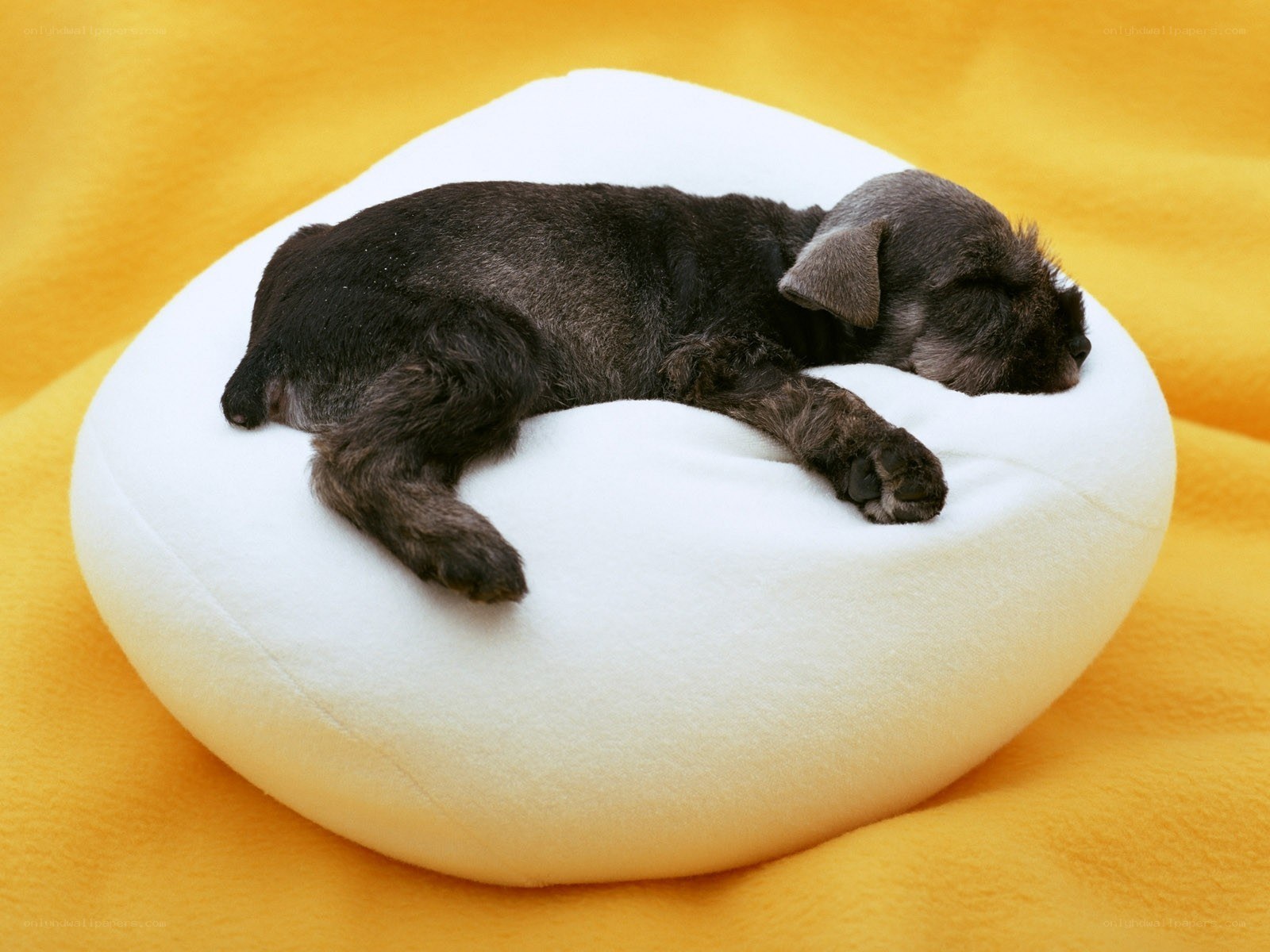 Puppy sleeping on cushion