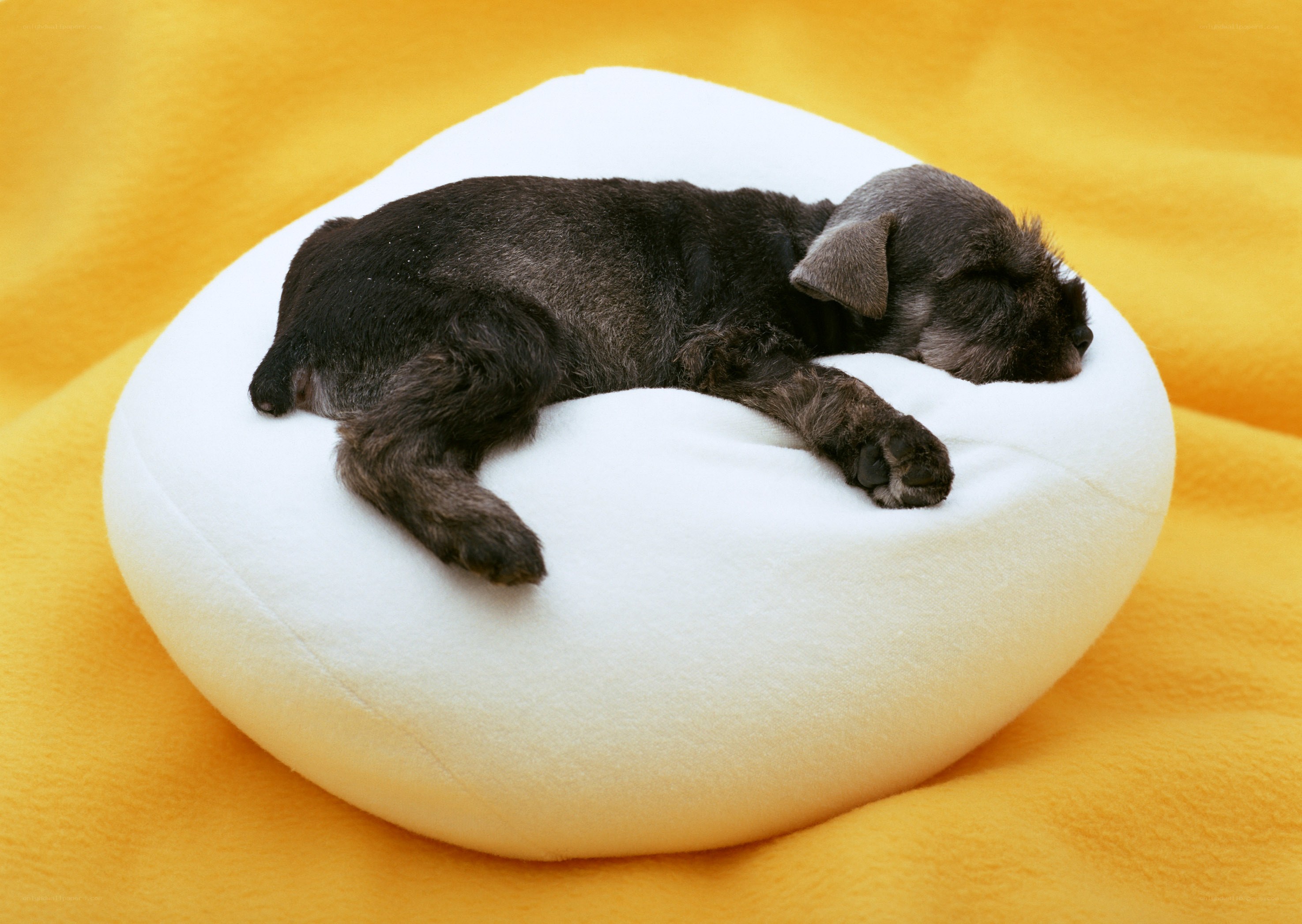 Puppy sleeping on cushion