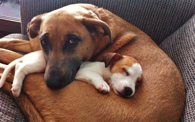 Puppy Sleeping on Dog
