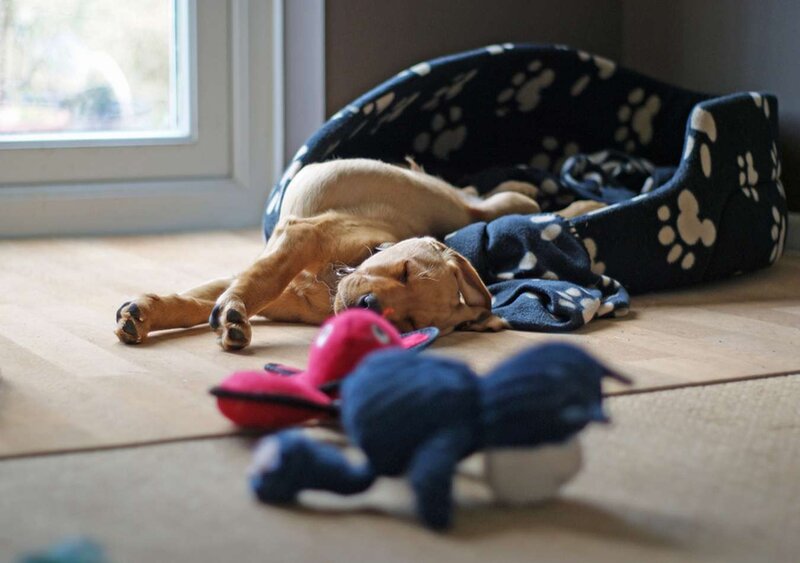 Puppy Sleeping on Floor — Brown