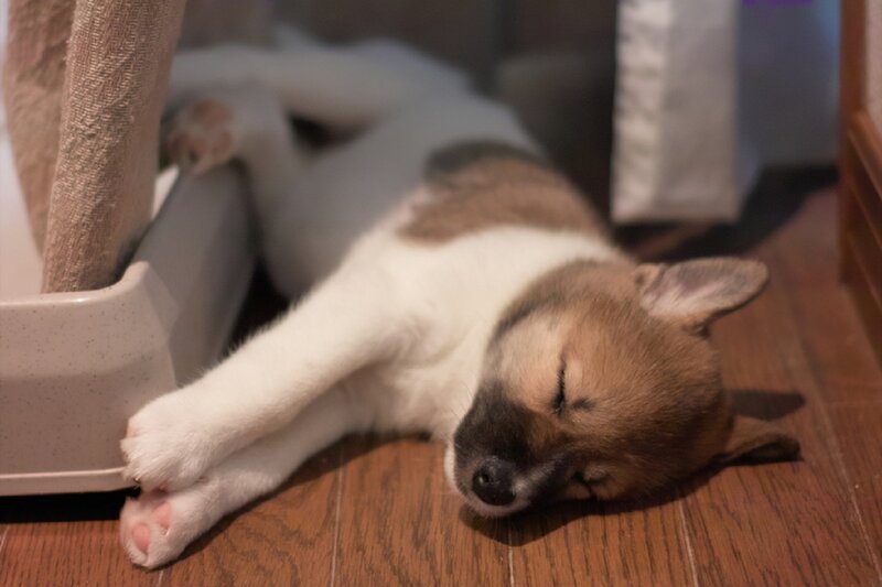Puppy Sleeping on Floor