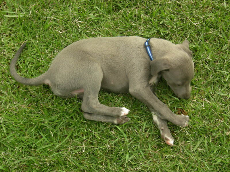 puppy sleeping on grass