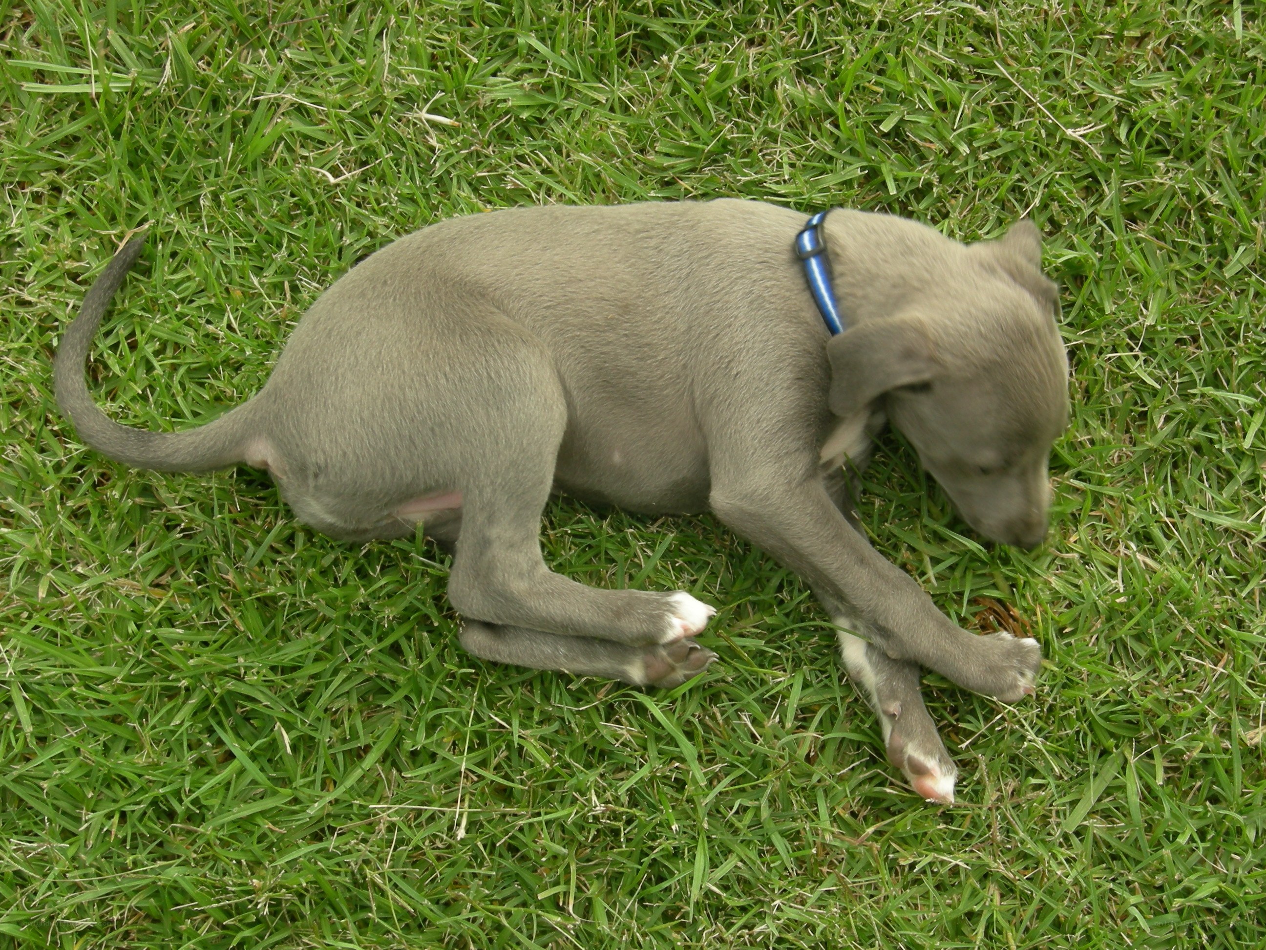 puppy sleeping on grass