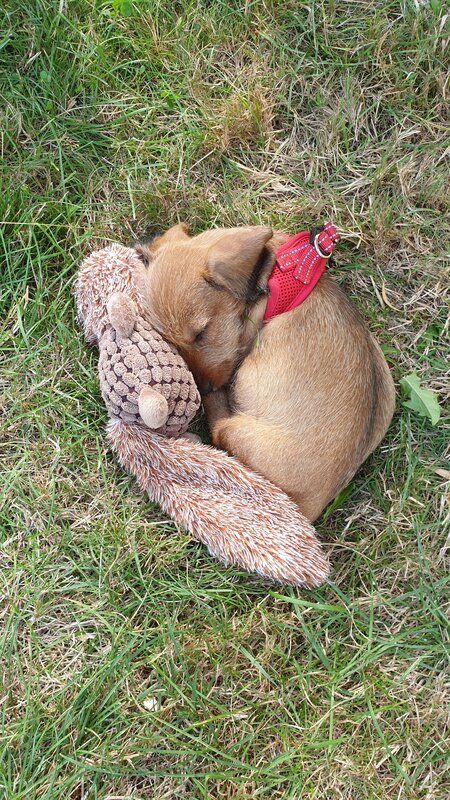Puppy Sleeping on Grass — Green, Peaceful, Afternoon