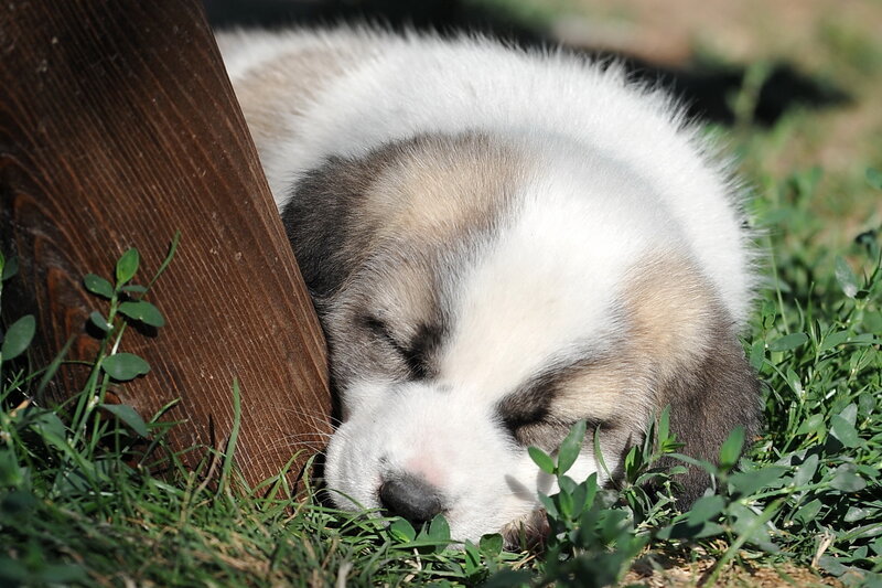 Puppy Sleeping on Grass — Green, Peaceful