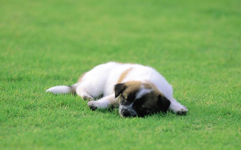 Puppy Sleeping on Grass — Green