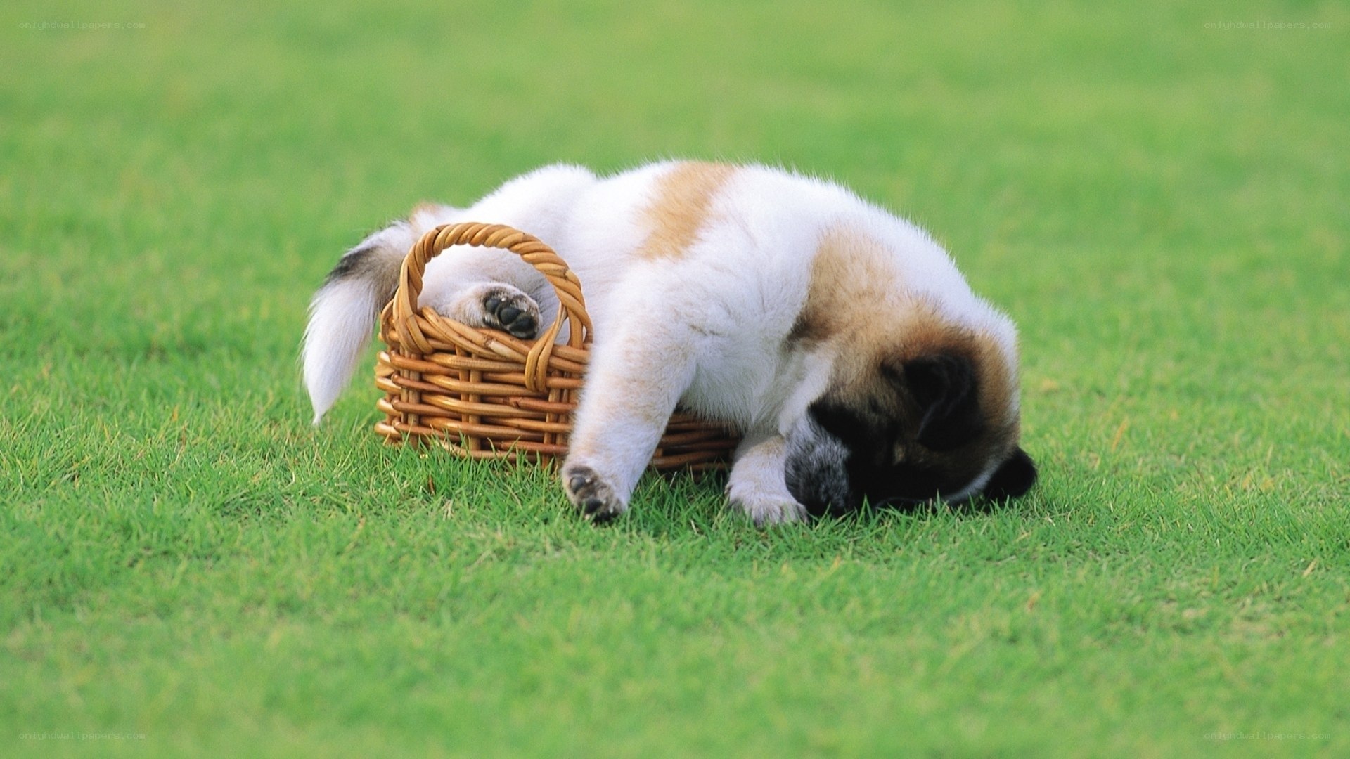 Puppy sleeping on grass