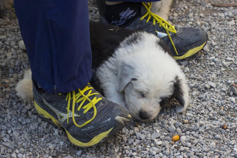 Puppy Sleeping on Gravel