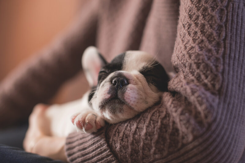 Puppy sleeping on lap