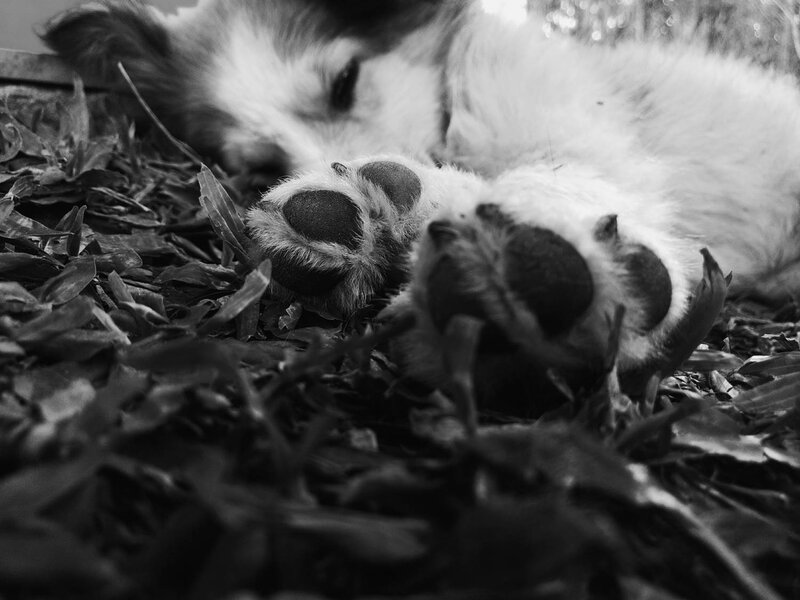 Puppy Sleeping on Leaves